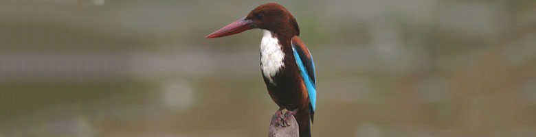 Matheran has ample variety of Trees, birds & animal to teach us care & cure